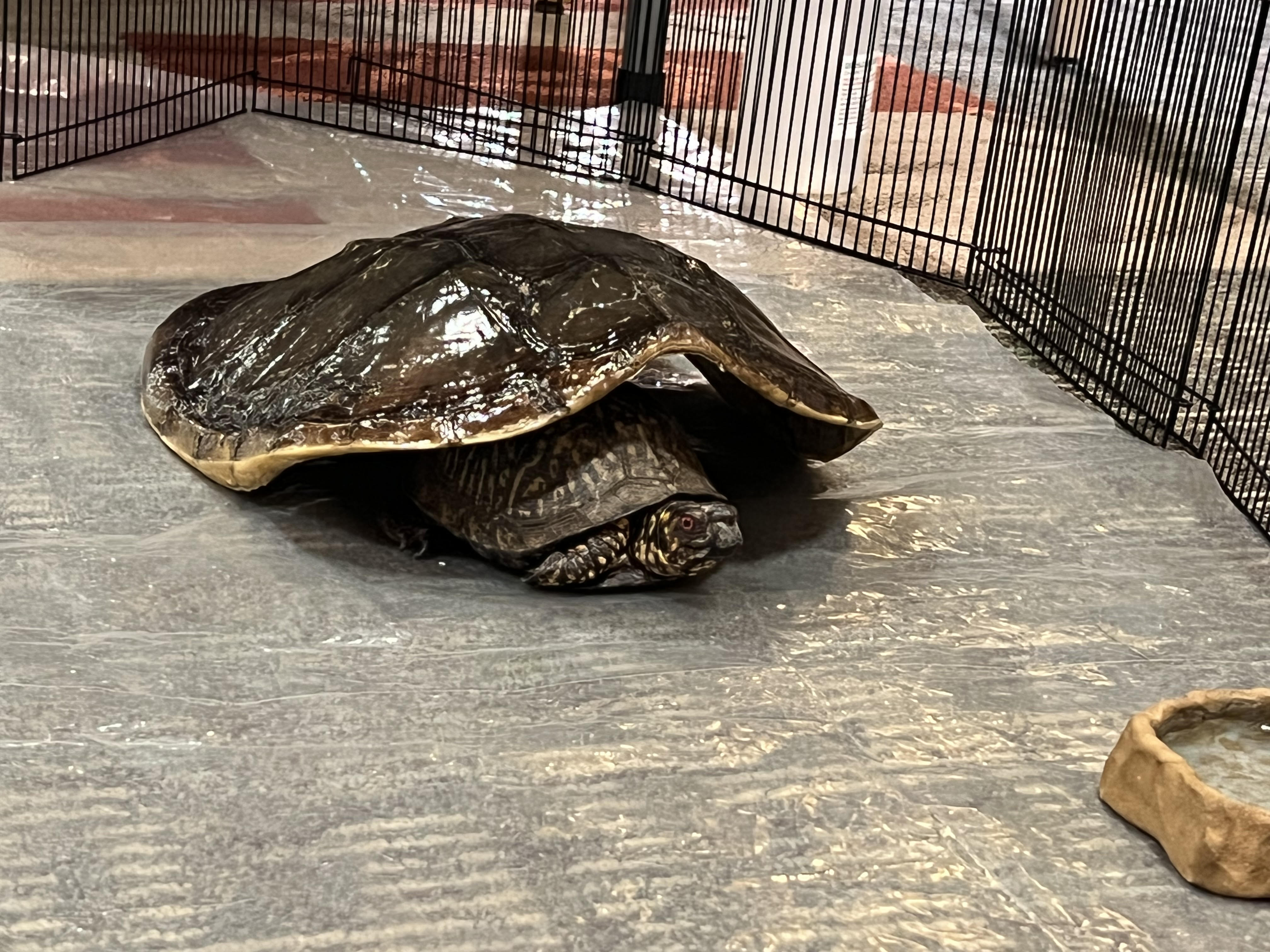 Lake Superior Zoo comes to Campus - The Promethean